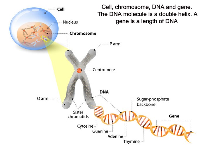 is bad eyesight a recessive gene